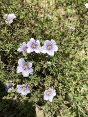 Nierembergia linariifolia