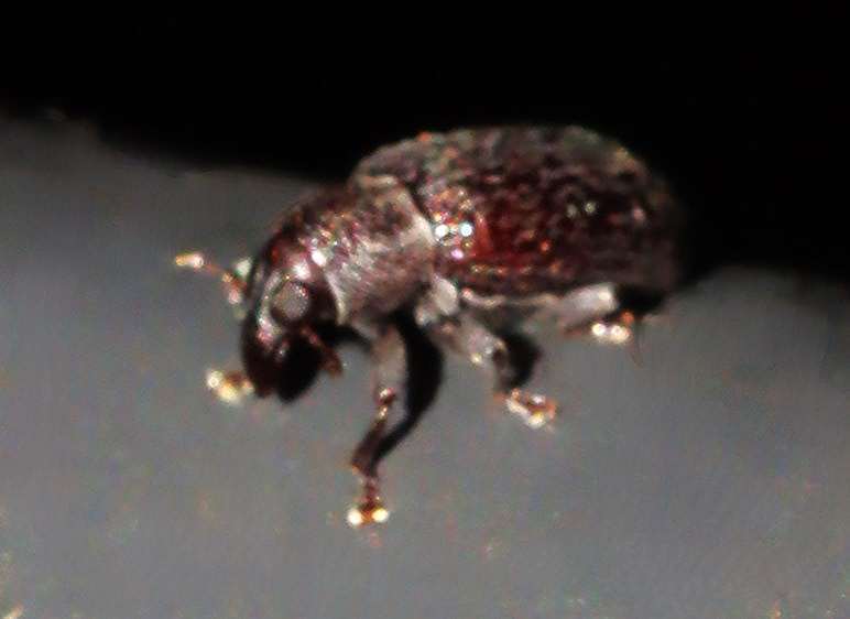 Thaumastophasis oculatus