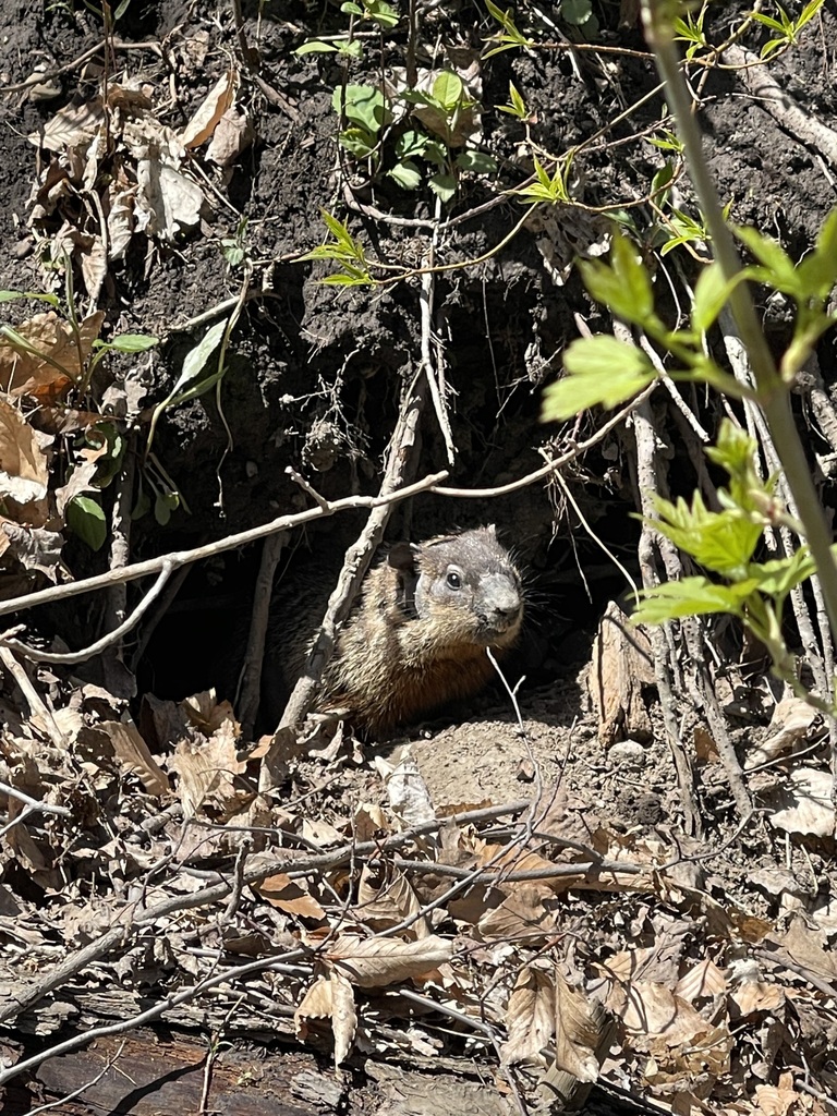 Groundhog from Lansing-Westgate, ON, Canada on May 7, 2022 at 02:25 PM ...
