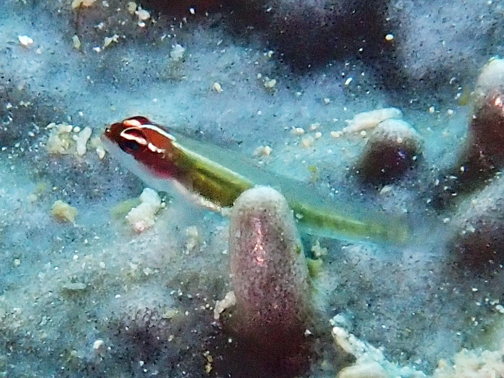 Red-Headed Dwarfgoby photo 6