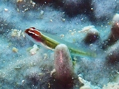 Red-Headed Dwarfgoby photo 1