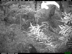 Scelorchilus rubecula