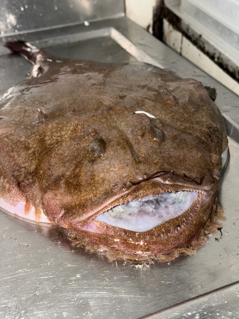 Zwartbuik-zeeduivel (Lophius budegassa) — Lophiidae