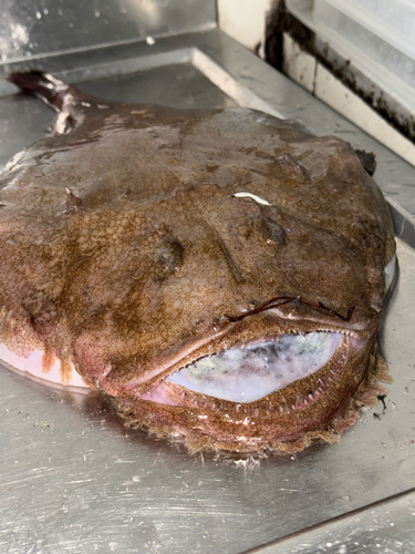 Blackbellied angler (Lophius budegassa) — Lophiidae