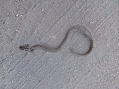 Dryophylax hypoconia