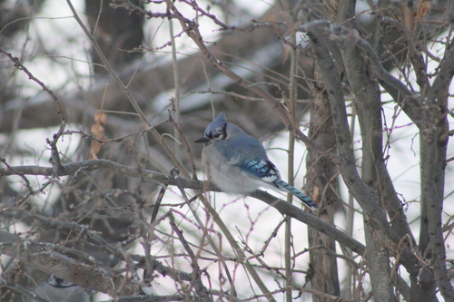 Blue Jay photographed in North Dakota
