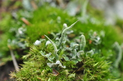 Cladonia umbricola