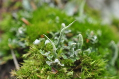 Cladonia umbricola