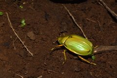 Chrysina colima