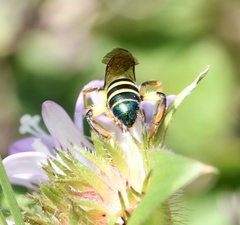 Agapostemon poeyi