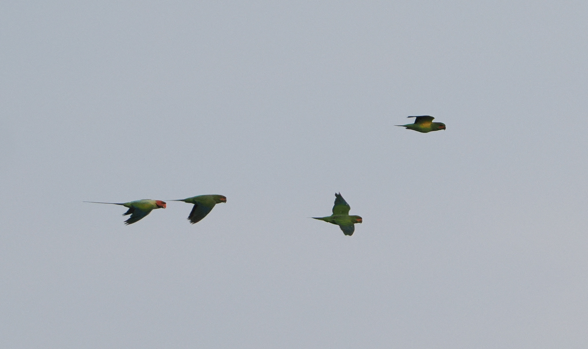 Long-tailed Parakeet (Psittacula longicauda), photo 2