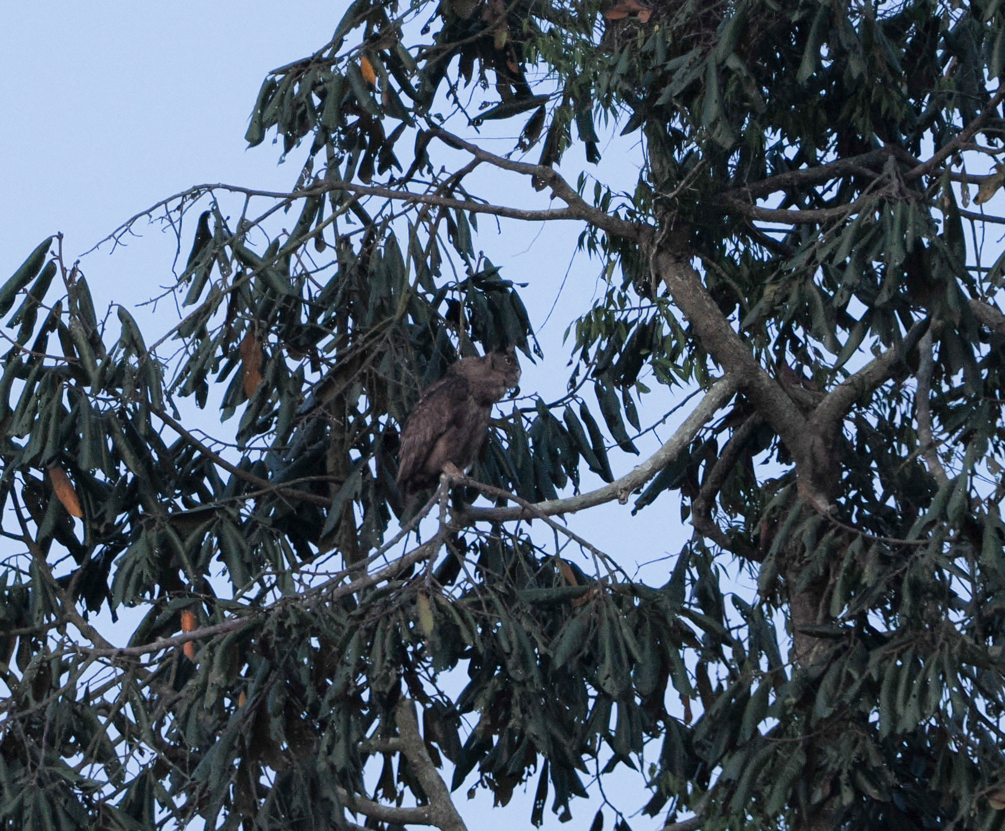 Dusky Eagle-Owl (Ketupa coromanda), photo 5