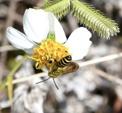 Agapostemon splendens