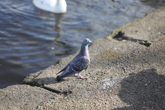 Columba livia domestica