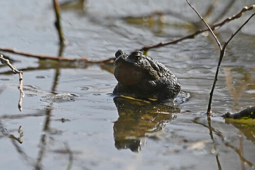 Caucasian Toad, Krasnodar, RU, photo 6 of 10