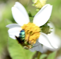 Agapostemon splendens