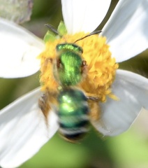 Agapostemon splendens