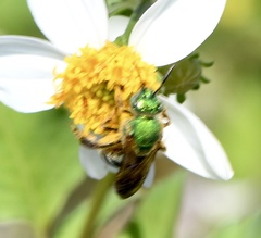 Agapostemon splendens