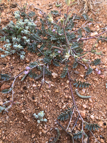 Emory's Milkvetch