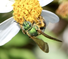 Agapostemon splendens
