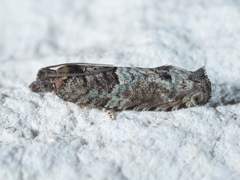 Pseudexentera knudsoni