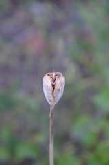 Lilieae