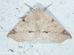 Caripeta triangulata