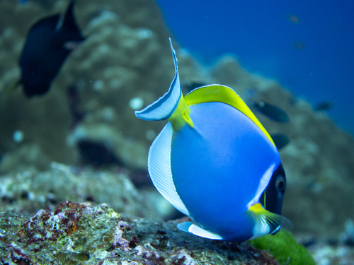Acanthurus leucosternon