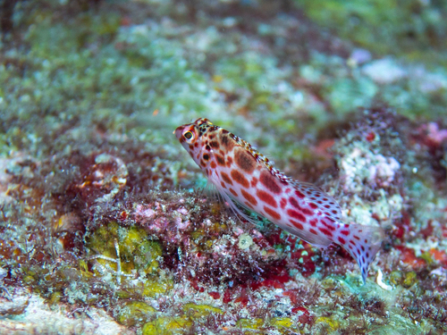 Cirrhitichthys oxycephalus