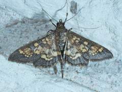 Diacme elealis