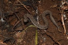 Crotalus campbelli