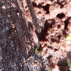 Trichoniscus pusillus