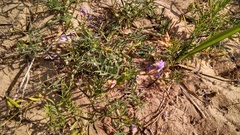 Astragalus arenarius