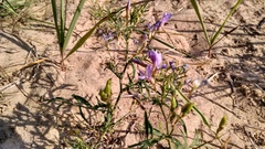 Astragalus arenarius