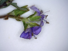 Veronica pimeleoides pimeleoides
