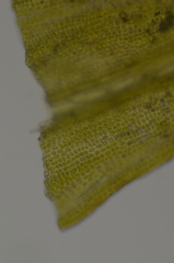 Schistidium dupretii