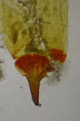 Schistidium dupretii