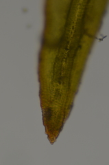 Schistidium dupretii