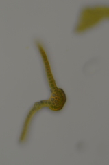 Schistidium dupretii