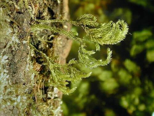 Pireella pohlii