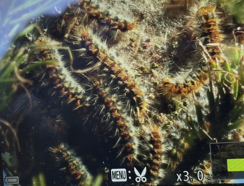 Avistamiento Thaumetopoea pityocampa