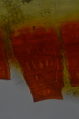 Schistidium dupretii