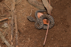 Crotalus campbelli