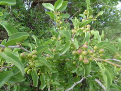 Ziziphus mucronata subsp. mucronata image