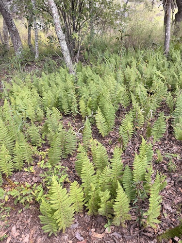 king fern