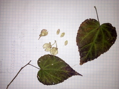 Robinsonella cordata