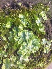 Lunularia cruciata
