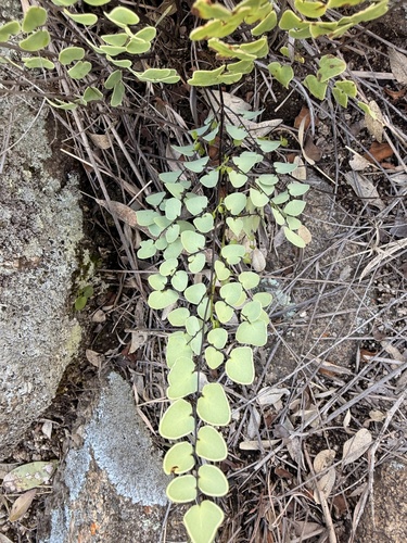 Hard Fern