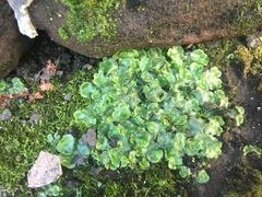 Lunularia cruciata
