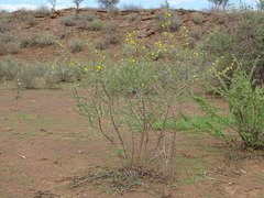Acacia nebrownii image